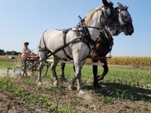 Dr. Moriah Bilenky drives Percheron drafts John and Cash while operating a field cultivator at the MMWCFD. Photo by Ashley Adair.