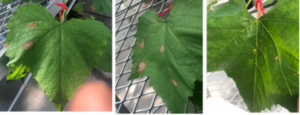 Figure 7. Representative Canadice grapevines treated with senescent leaf extracts (A) Water control (B) Ethanol control and (C) Canadice ethanolic extracts and challenged with B. cinerea in planta assay.