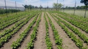 Dry edible beans 21d after planting at PSF.