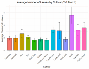 A bar graph