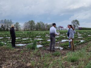 Team members discuss the future location of demo plots in a strawberry research project plot, April 2024. Photo by Ashley Adair.