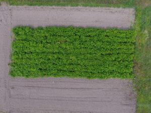 Aerial imagery sourced from Pinney PAC site on 8/2/2022. Crop progress was documented aerially at both field sites throughout 2022.