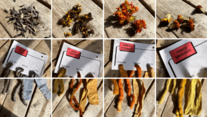 Dried dye stuff with examples of what color they dye on cotton, wool yarn and wool felt
