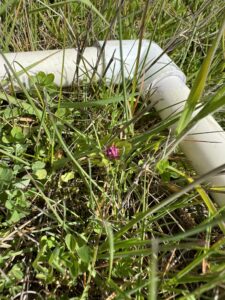 Plectritis congesta