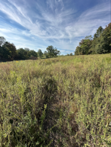 Plot with S. lespedeza 