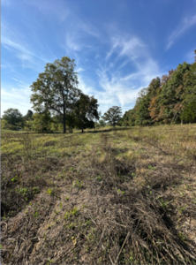 Plot with Big bluestem