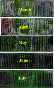 Orthomosaic images of Plot 1, 2 and 3,