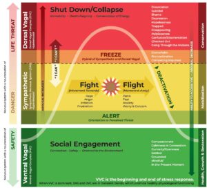 The Polyvagal Continuum
