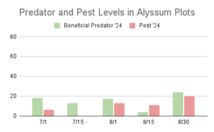This chart describes insect pest and predator levels at 5 different sample dates throughout the summer of 2024 in alyssum cover crop plots on Brown Dog Flower Farm.
