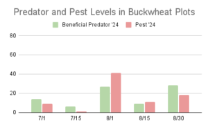 This chart describes insect pest and predator levels at 5 different sample dates throughout the summer of 2024 in buckwheat cover crop plots on Brown Dog Flower Farm.