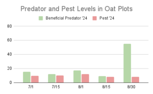 This chart describes insect pest and predator levels at 5 different sample dates throughout the summer of 2024 in oat cover crop plots on Brown Dog Flower Farm.