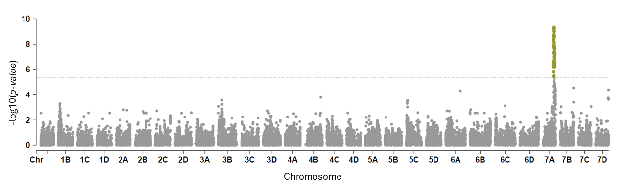 A GWAS analysis shows significant peaks indicating chromosome locations that increase resistance to Neopestalotiopsis sp. in strawberry.
