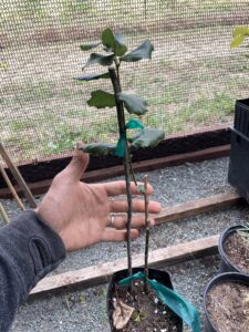 Q. agrifolia