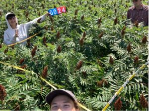 An overhead image of three people standing shoulder-high in dense, leafy smooth sumac.