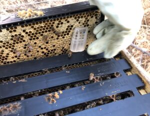 Photo illustrates the suggested placement of queen cage