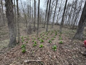 Transplanted 4-2025 in Rockville, Parke County Indiana