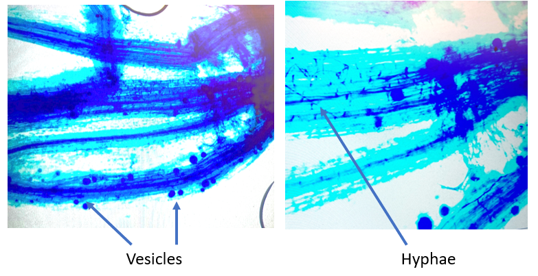 Magnified blue apple roots, with arrows pointing to vesicles and hyphae.