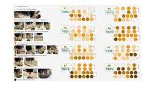 Images describing root rot rating scale. 