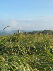 Grassland Bird in Pasture