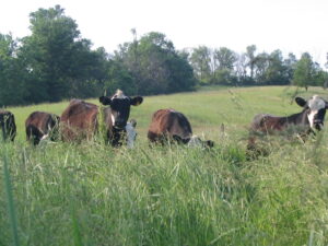 Cattle grazing