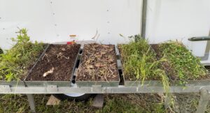 Plants in rainfall simulator trays