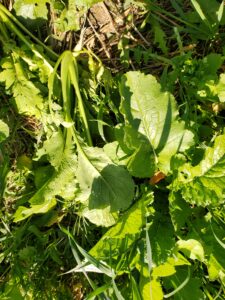 Cover Crop Plants