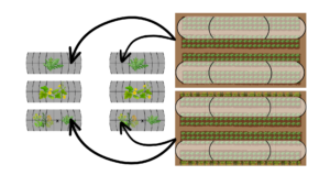 High tunnel design for trap crop experiment at Farm A