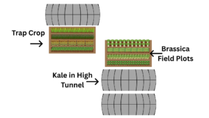 Diagram of plot layout at Farm B