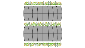 Layout of high tunnels and trap crop at Farm C
