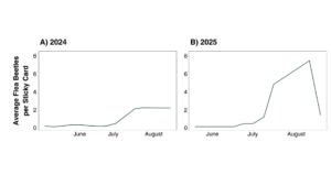 Two graphs of the distribution of flea beetles in 2024 and 2025