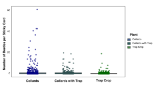 Box plot with raw data of beetle counts on sticky cards