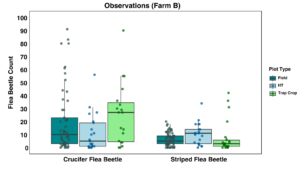 flea beetle observations farm B