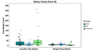 Flea beetle sticky card data from Farm B
