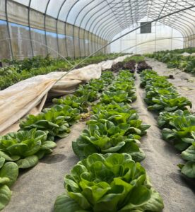 Salanova Lettuce in the Winter High Tunnel