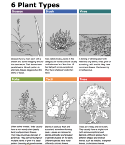 Grey and white drawings of plant types, showing leaf shape, growth form, and stem formation