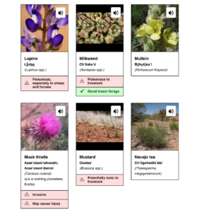 Six images of forbs found on the Navajo Nation, with sound icons indicating that Navajo audio will be played if the plant is selected.