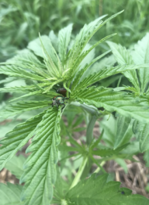Japanese beetle on hemp plant