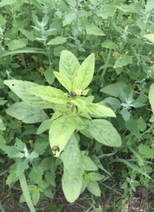 Natural vegetation on Japanese beetle 2