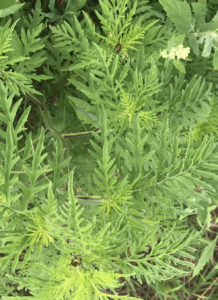 Natural vegetation attract Japanese beetle