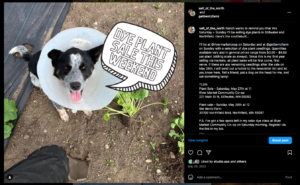 Instagram post about dye plant seedling sale