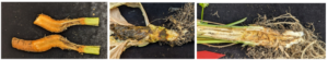 pictures of carrot, lettuce, and cilantro with rot
