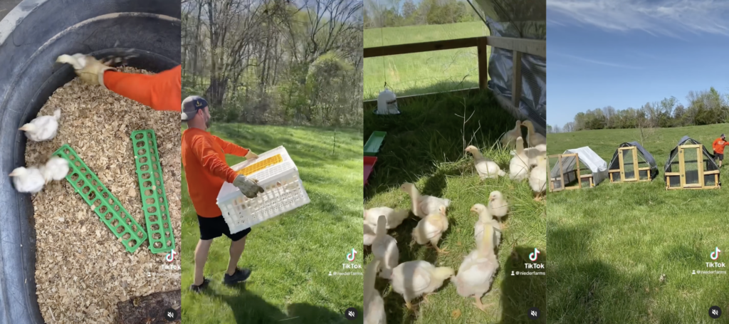 Moving chicks to pasture