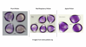 Image showing 3 types of Rosaceae pollen that are difficult to visually distinguish