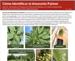 pigweed ID guide