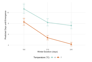 Figure showing emergence times for osmia bruneri at two temperatures. 7 celcius in orange is consistently lower than 4 celsius in aqua.