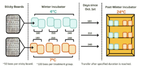 Figure outlining methods for the O. bruneri overwintering experiment conducted in 2025.
