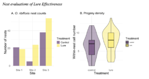 Side by side plots, plot one showing comparisons of total nests between control and lure shelters, and the right plot showing violins boxplots of the nesting density, or cells per nest between lure nests and control nests.