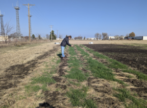 Collecting ground cover data from fall cover crop plantings at airpark farm.