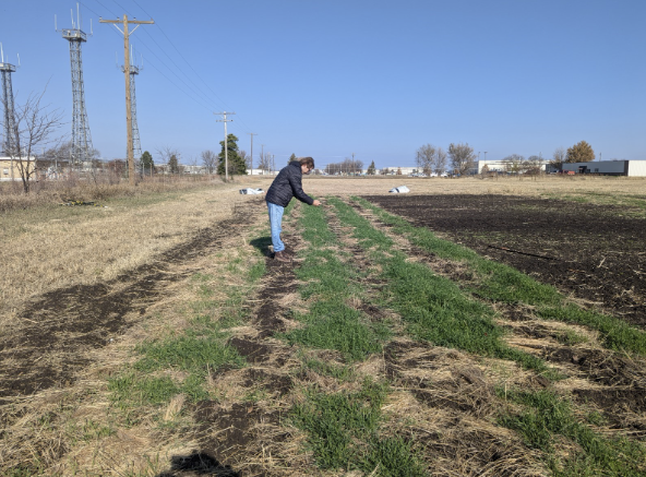 Collecting ground cover data from fall cover crop plantings at airpark farm.