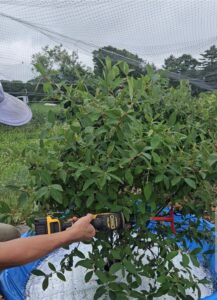 Photo showing honeyberry harvest using a sawzall with a 3D-printed attachment. 